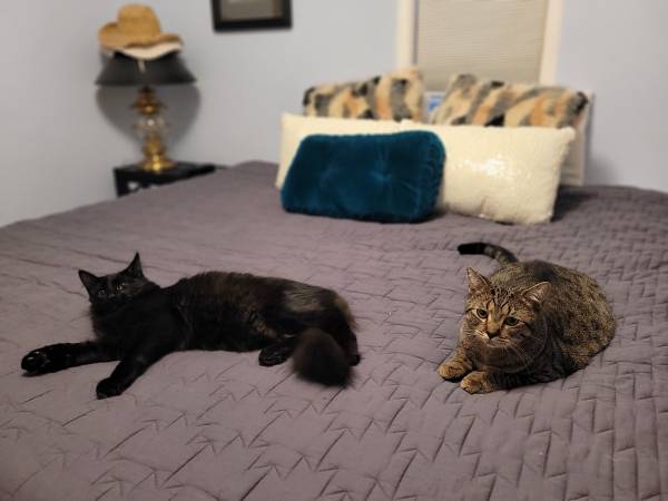 Main Coone Cat | 2 Y/O (Snoqualmie)63942501590403122