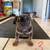 English/Frenchie Mix Puppies 9 thumbnail