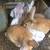 Young rabbits 1 thumbnail