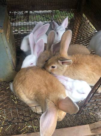 Young rabbits 1