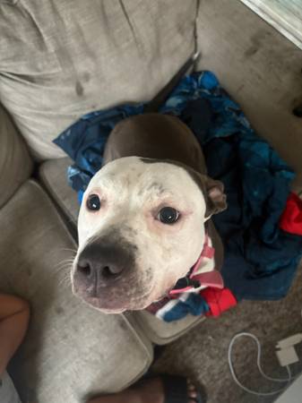 Rehoming dog (Omaha ne)