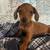 Mini dachshund 2 thumbnail