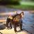 Blue French Bulldog Puppy 17 thumbnail