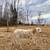 Katahdin Ewe Lambs 4 thumbnail