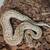 Ball pythons 1 thumbnail