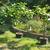 fig trees in pots 5 thumbnail