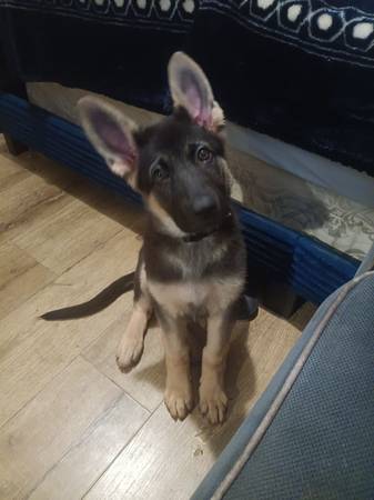 El cachorro necesita salir lo antes posible :( (Campana)63829968453251124