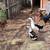 Magpie Ducks 1 thumbnail