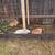 Flemish Rabbit Pet 2 thumbnail