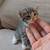 Kitties! 3 thumbnail