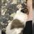 Friendly, Reliable Dog Walker / Pet Sitter – Licensed Rover Caregiver 4 thumbnail