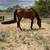 Thoroughbred mare 1 thumbnail