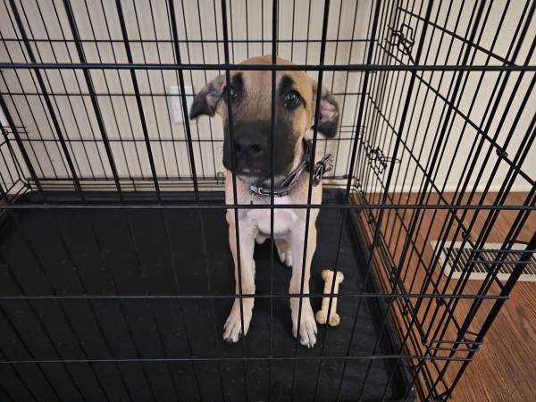 Shepard/plott hound (Waco)63661959406979121