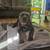 Cane Corso puppies 9 thumbnail