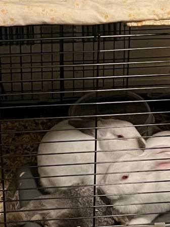2 FREE BUNNIES NEED GONE ASAP 1