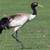 Black - necked Crane. Hand painted. Papyrus type paper. Bhutan. 2 thumbnail