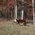 Hereford feeder cattle 4 thumbnail