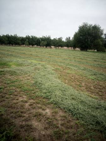 Alfalfa 1