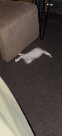 White kitten to a good home (Manchester)