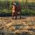 Feeder Cattle 5 thumbnail