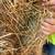 Alfalfa 1 thumbnail