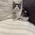 Kitten 2 thumbnail