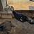 Turkeys 2 thumbnail