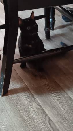 5 month old kitten63943426734723123