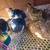Quails for Sale 10 thumbnail