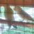 Love Birds For Sale 1 thumbnail