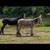 Standard Donkeys 9 thumbnail