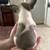 Tiny Frenchie Pups 7 thumbnail
