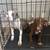 Rehoming two pitbulls 1 thumbnail