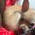 One year old chihuahua 4 thumbnail