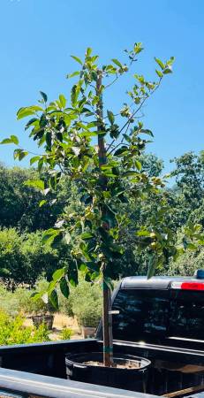 Got Trees! Olive Trees & More 1