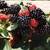 Huge Selection of Berries & Climbing Vine Plants in stock! 4 thumbnail