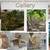 Exotic Savannah Kittens 1k 7 thumbnail