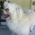 Found cream and white dog/ Mascota cream y blanca encontrada 2 thumbnail
