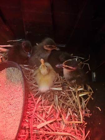 Ducklings - barnyard mix 1