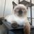 Beautiful  Scottish straight kittens 3 thumbnail
