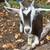 2 month old dairy buckling goat 1 thumbnail