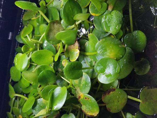 Free Frogbit Aquarium Plants 1