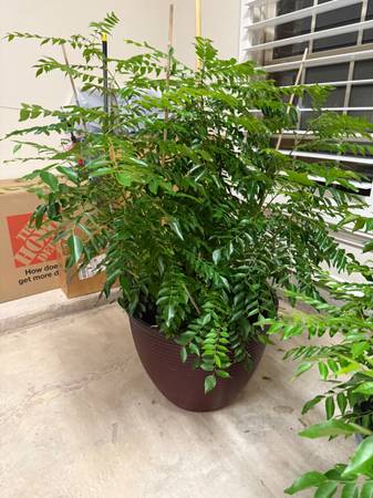 CURRY LEAF PLANT 1