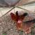 2 Hens/ 2 Roosters 6 thumbnail