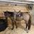 AQHA Stallion at stud 2 thumbnail