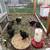 Bantam chicks 2 thumbnail