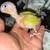Conure 1 thumbnail