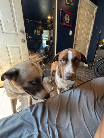 Cruce de pit bull y husky (Los Ángeles)