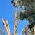 Tree and Palm Service 9 thumbnail