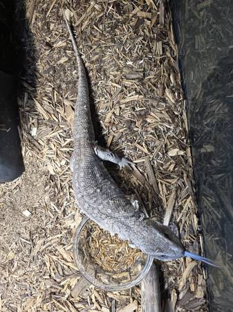 Savannah monitor (Lakewood)63940721306626120